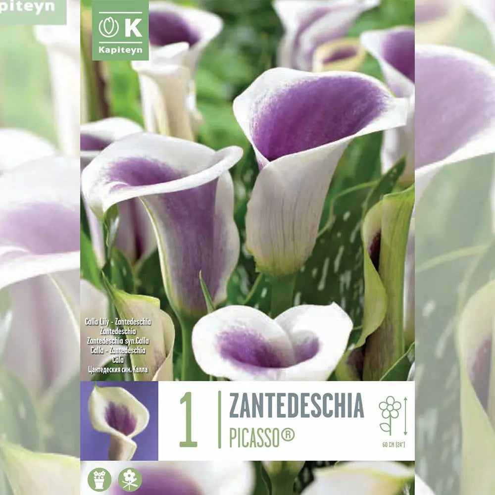 ARUM PICASSO 