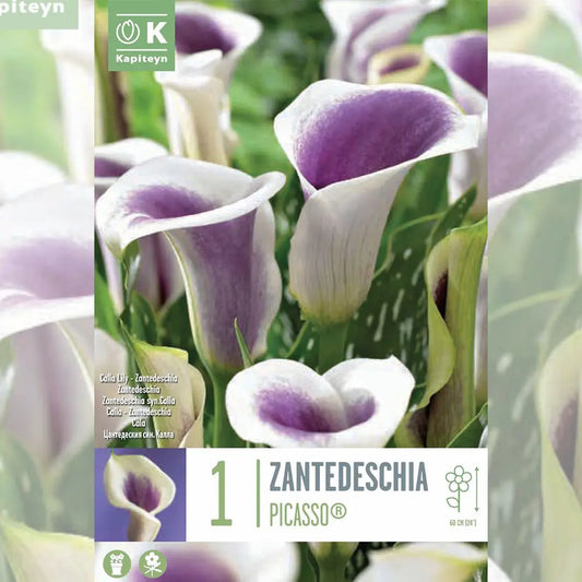 ARUM PICASSO 