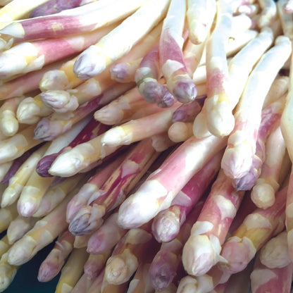 ASPERGE ARGENTEUIL - 10 GRIFFES - 2 ans 