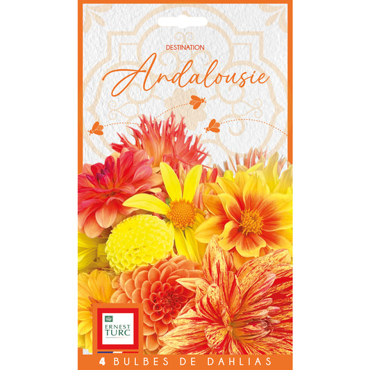 4 DAHLIAS DE COULEURS CHAUDES JAUNE ORANGE
