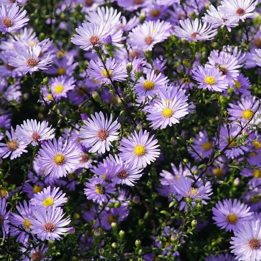 ASTER AGERATOIDES ASRAN AB 