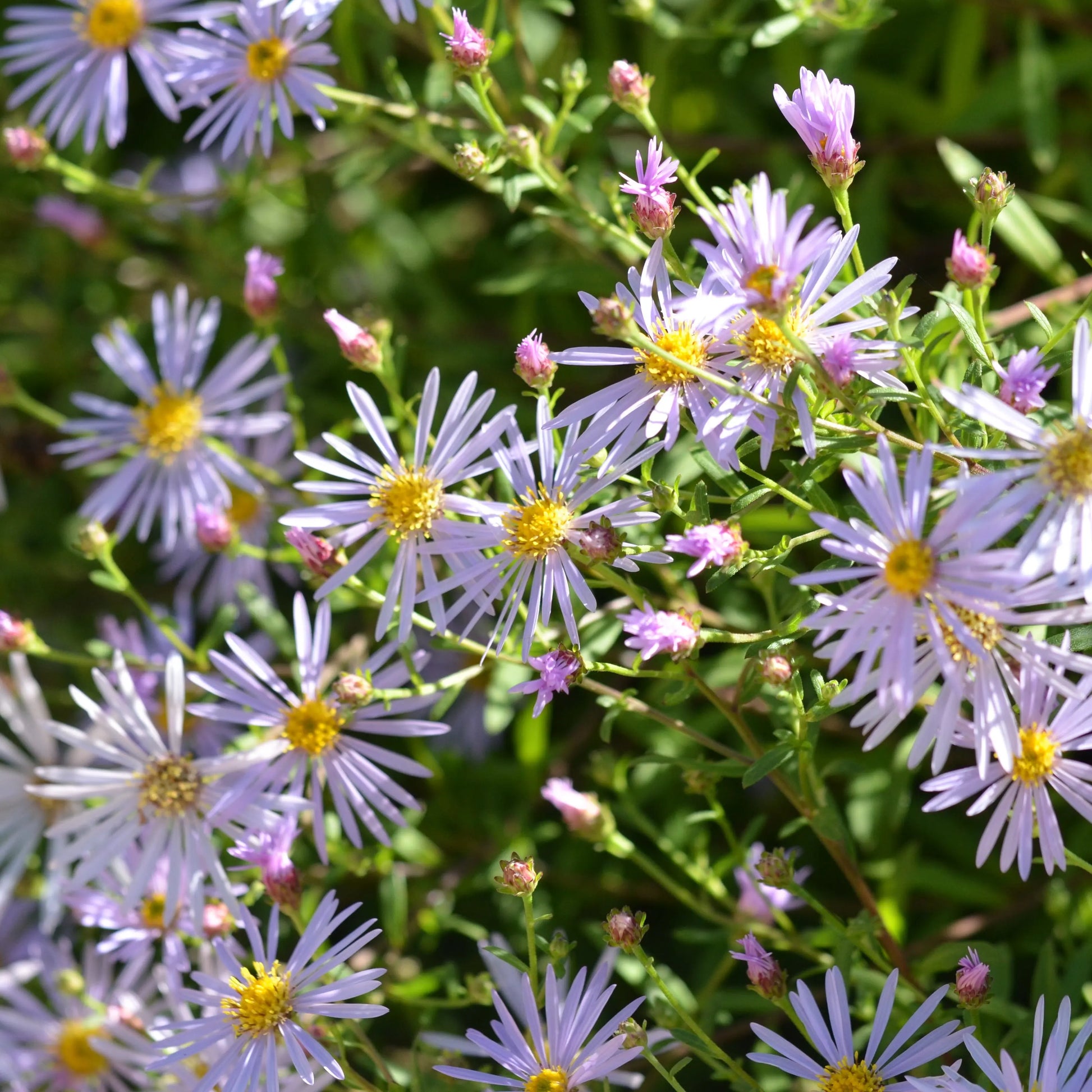 ASTER AGERATOIDES ASRAN AB 