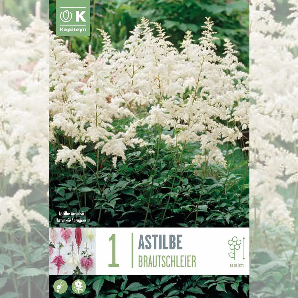 ASTILBE BRAUTSCHLEIER 