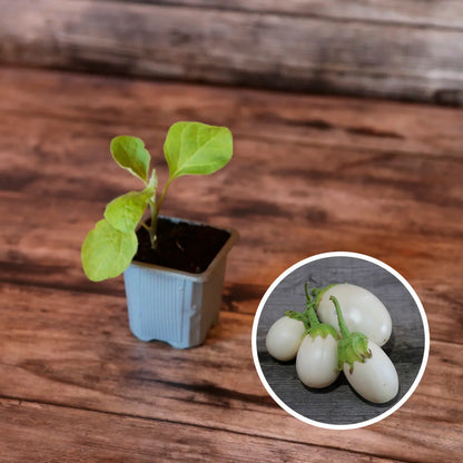 AUBERGINE BLANCHE RONDE A OEUF AB - PLANT 