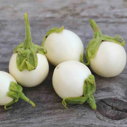 AUBERGINE BLANCHE RONDE A OEUFS AB 