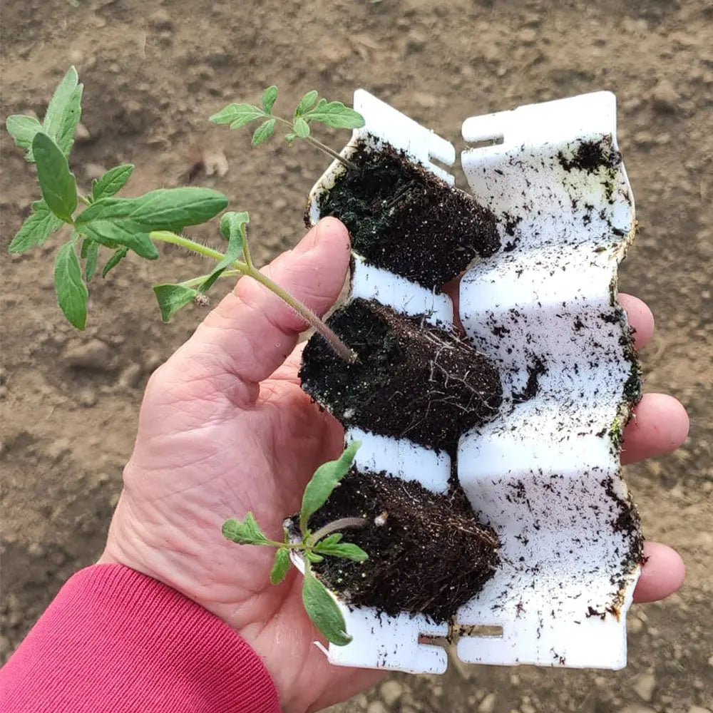 Kit de germination 41 minimottes petites graines – La Ferme de Sainte Marthe