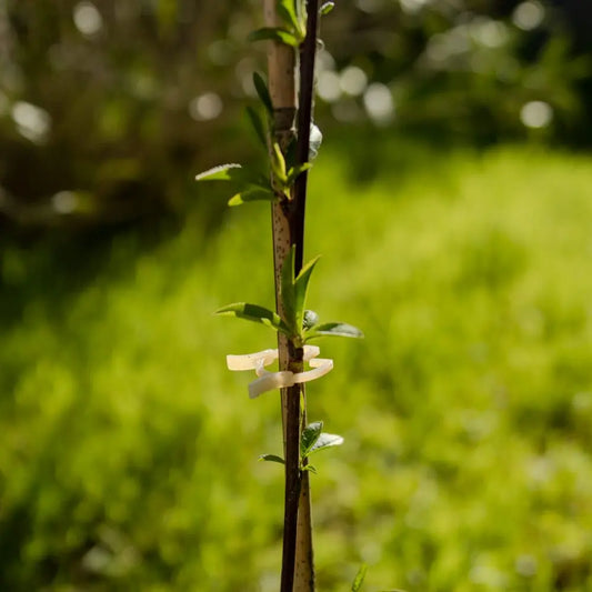 Petits clips compostables – La Ferme de Sainte Marthe