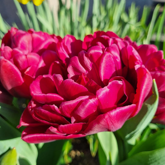 TULIPE ALISON BRADLEY AB 