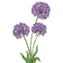 Bulbes d'allium