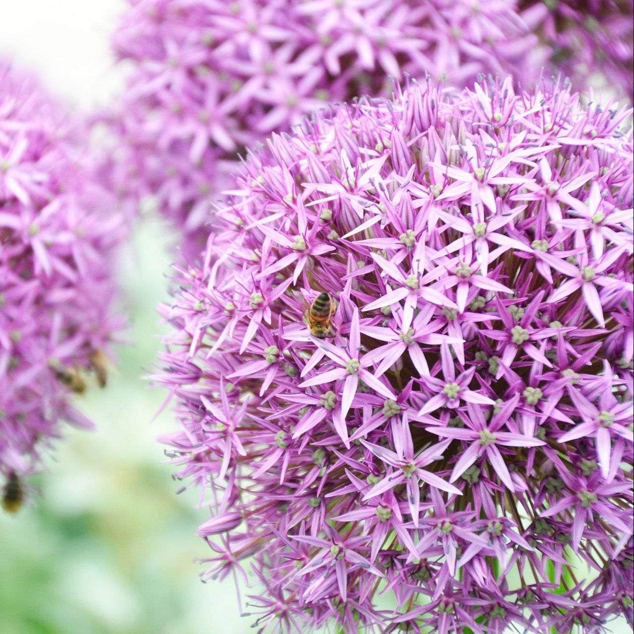 Allium_eebbab12-8802-4ba8-bde5-a3b31e3848e6.jpg