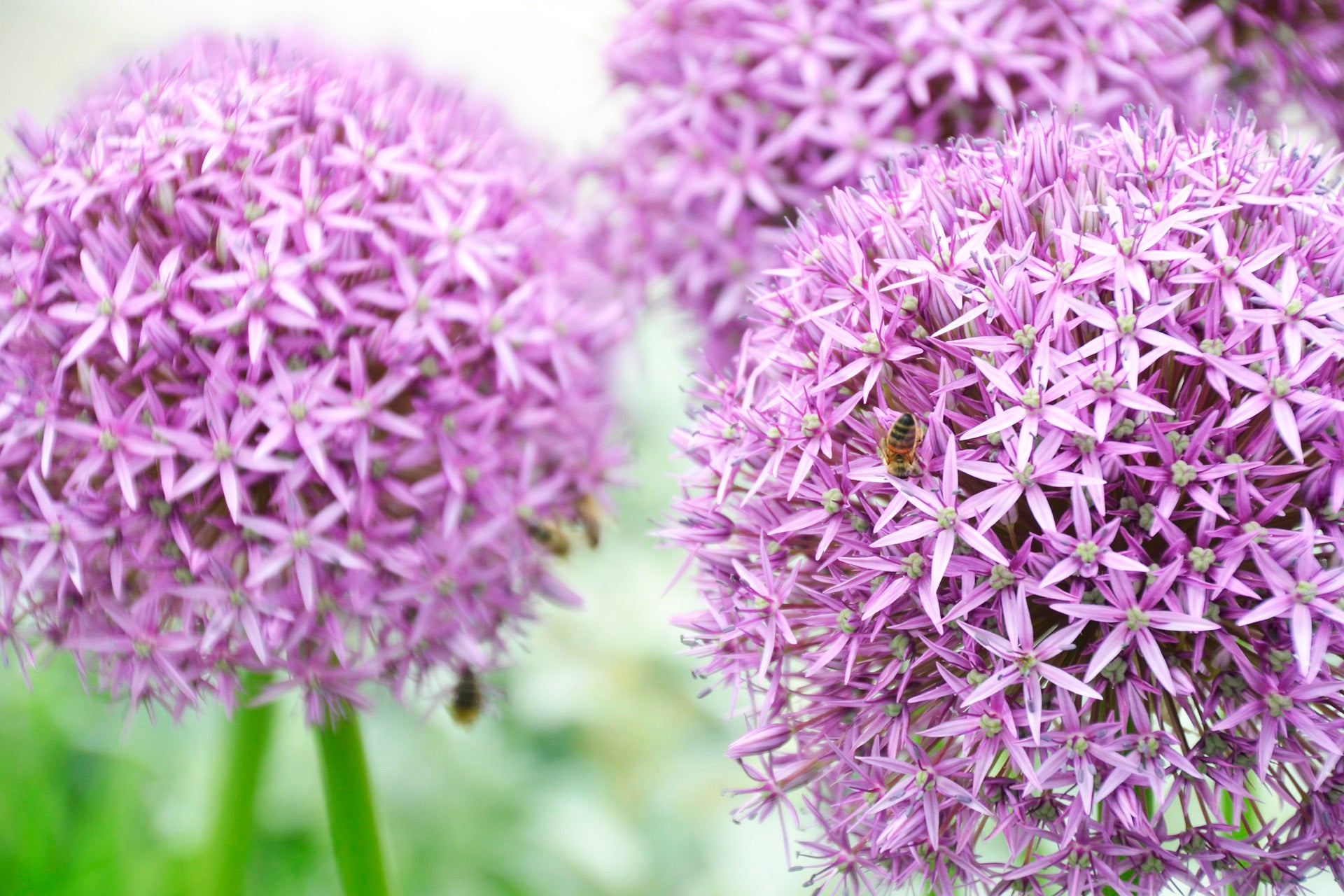 Fleurissez votre jardin !