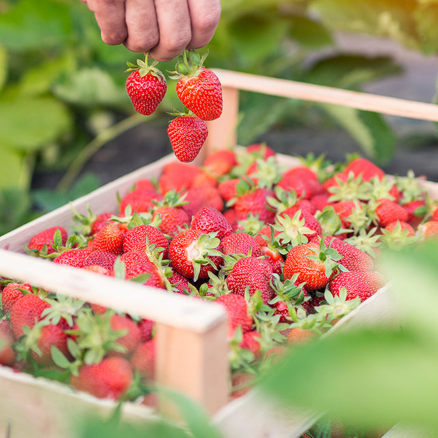 Fraisiers