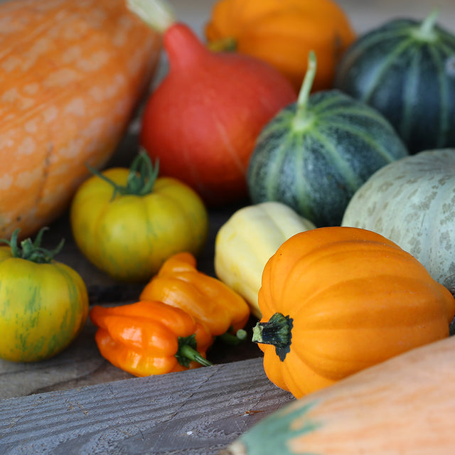 Graines de courges
