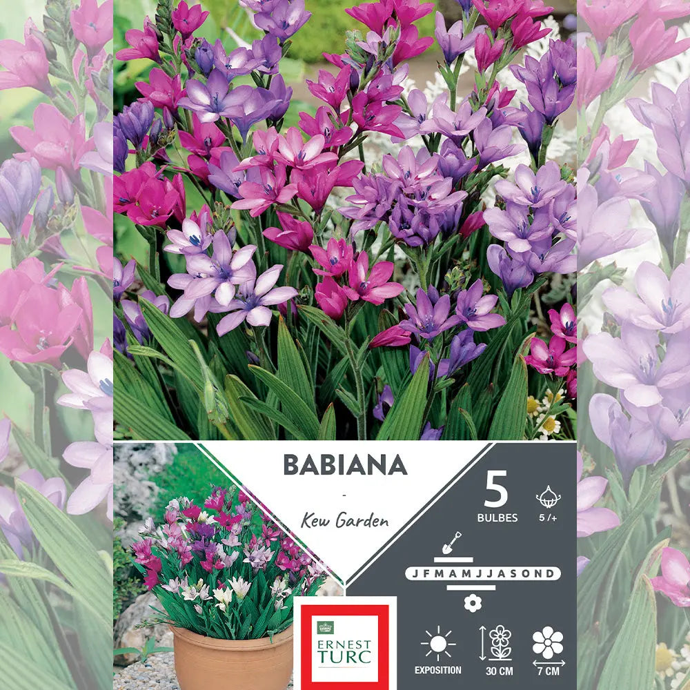 BABIANA KEW GARDEN 