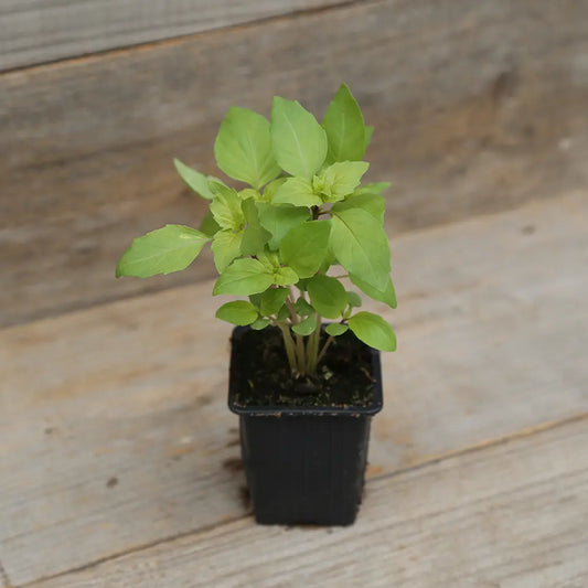BASILIC ANIS PLANT - AB 