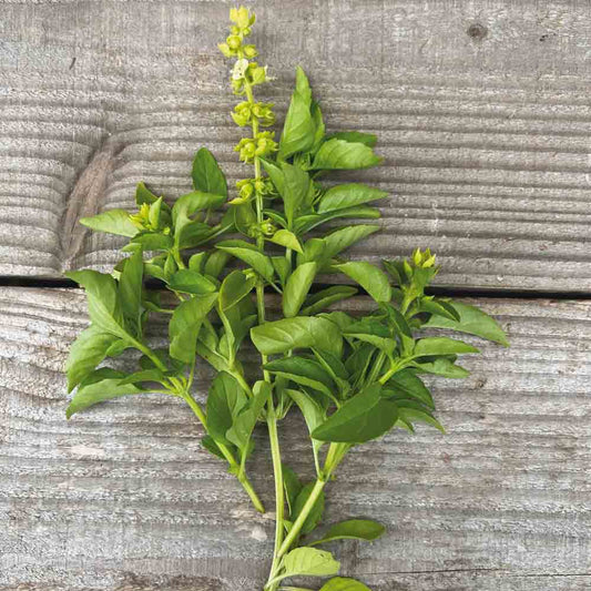 BASILIC MARSEILLAIS AB 