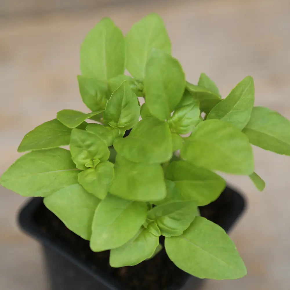 BASILIC MARSEILLAIS PLANT - AB 