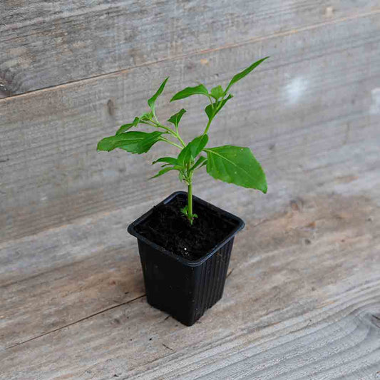 BASILIC PERPETUEL ANISE AB - PLANT 