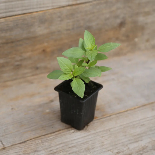 BASILIC RÉGLISSE PLANT - AB 