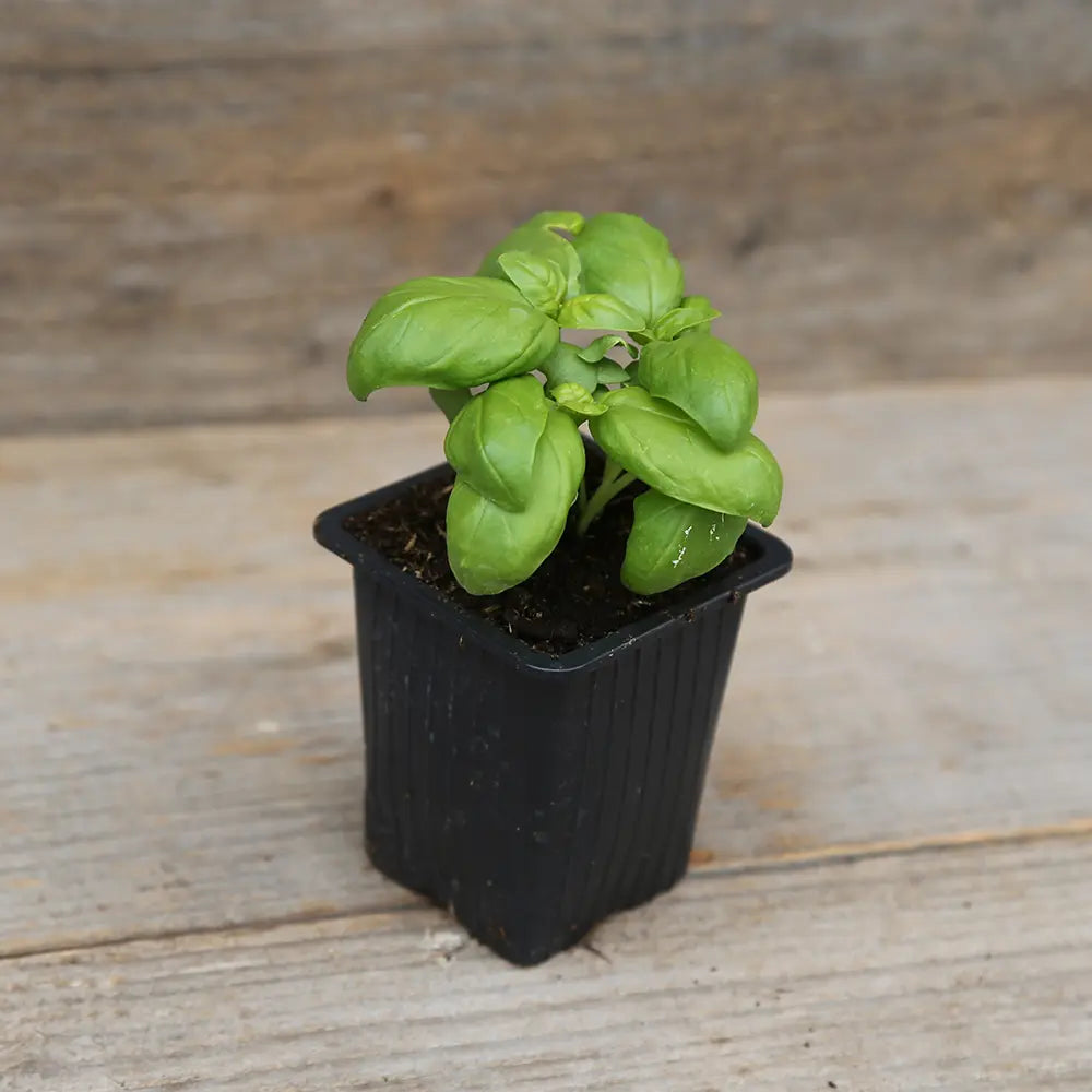 BASILIC SIMPLE GRAND VERT PLANT - AB 