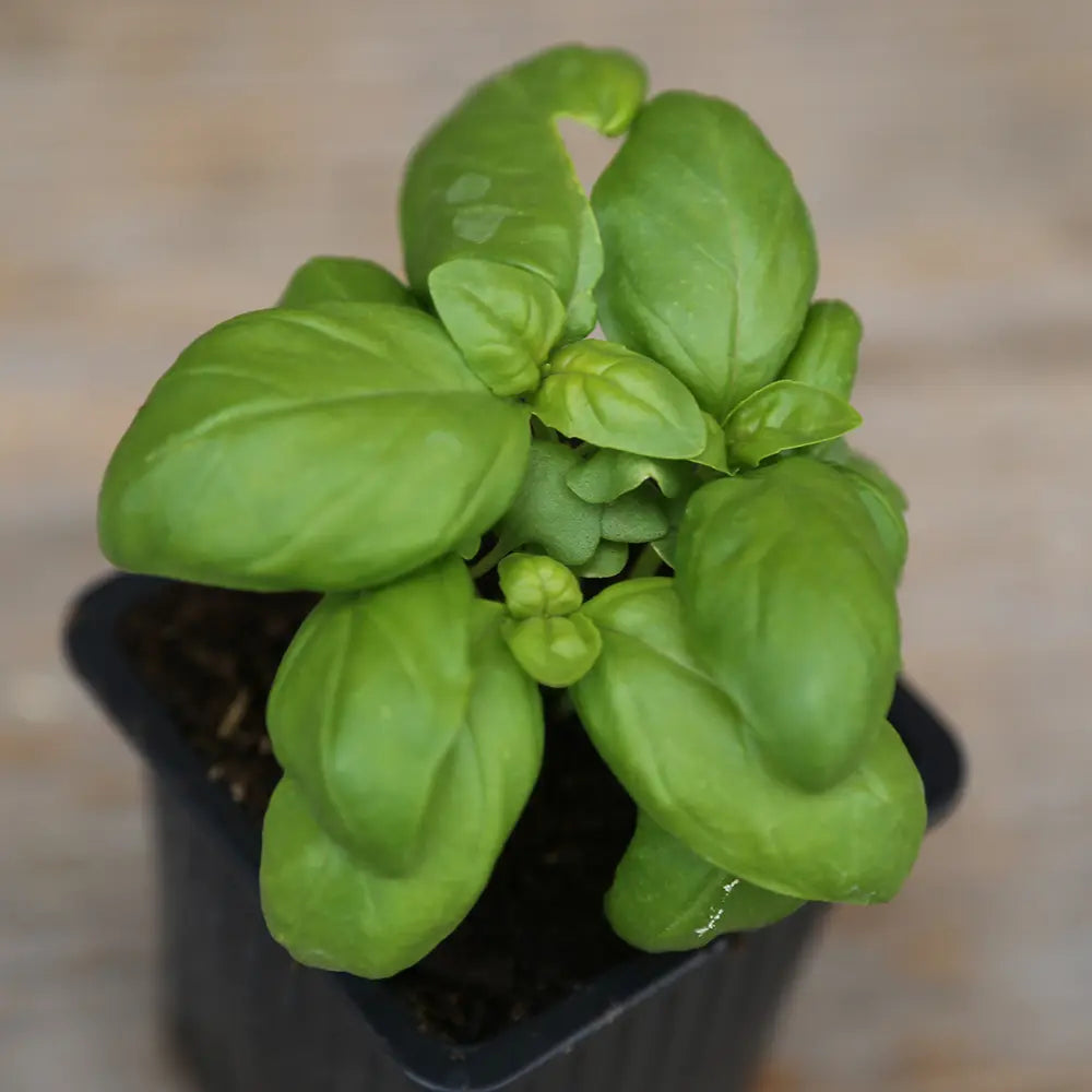 BASILIC SIMPLE GRAND VERT PLANT - AB 