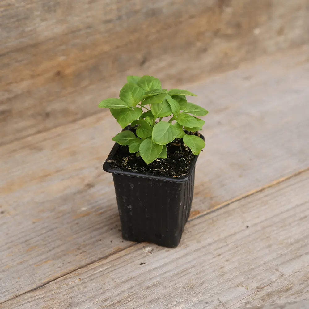 BASILIC THYM PLANT - AB 