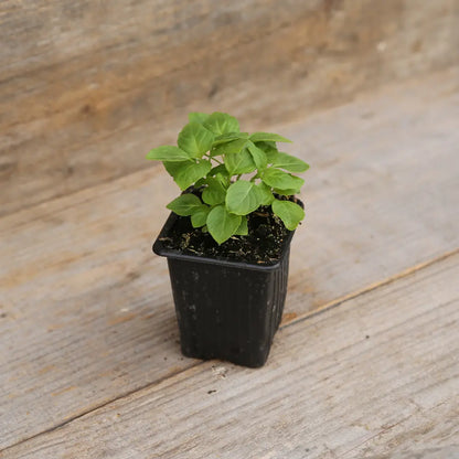 BASILIC THYM PLANT - AB 