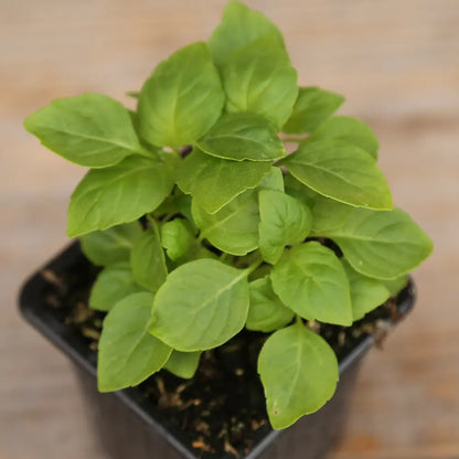 BASILIC THYM PLANT - AB 