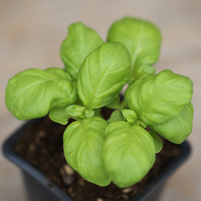 GIANT BASIL MONSTROUS MAMMOTH PLANT - AB