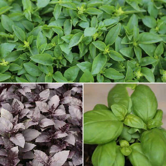 BASILICS EN MELANGE (Petit marseillais, Grand vert, Pourpre) AB 