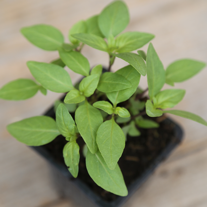 THAI BASIL PLANT - AB