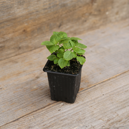 BASIL THYME PLANT - AB