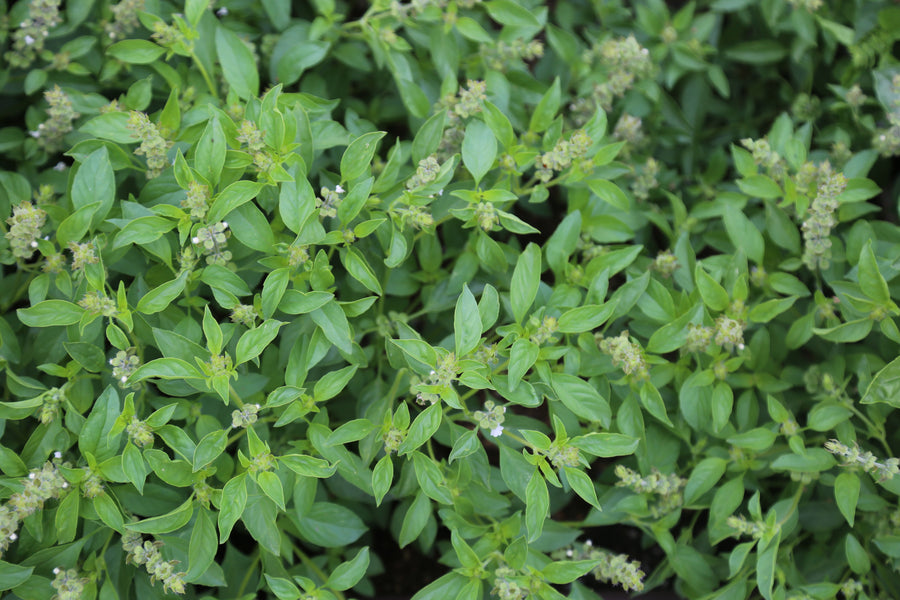 Basilic citron vert