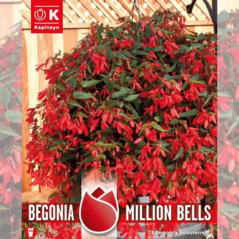 BÉGONIA BOLIVIENSIS MILLION BELLS 