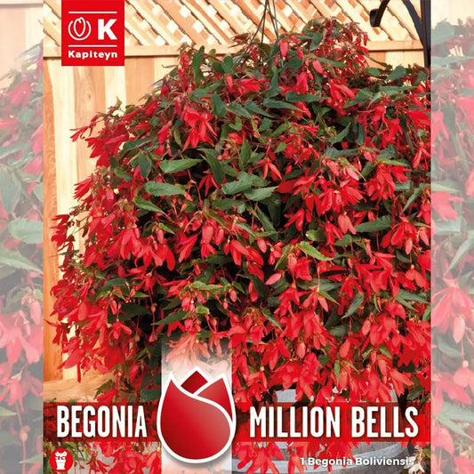 BÉGONIA BOLIVIENSIS MILLION BELLS 