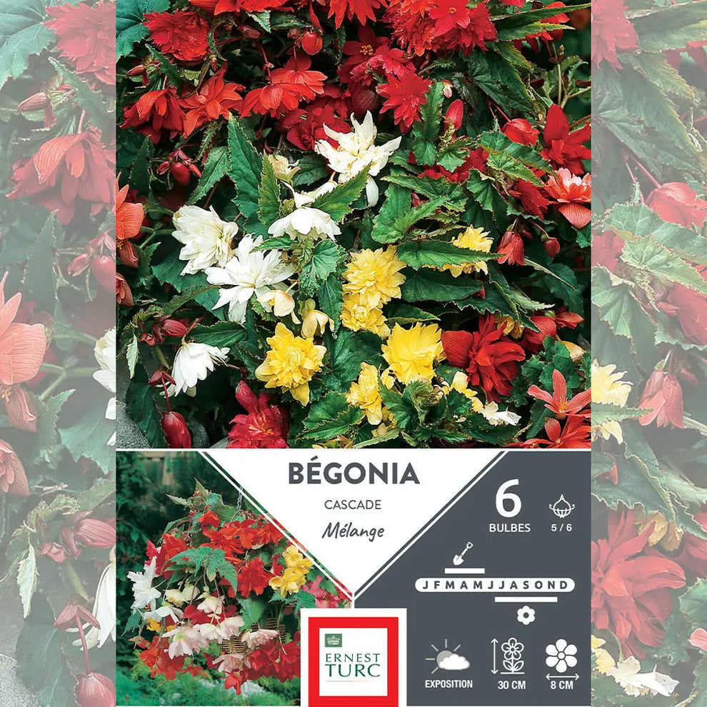 Bulbes de Bégonia Cascade Mélange La Ferme de Sainte Marthe — free download