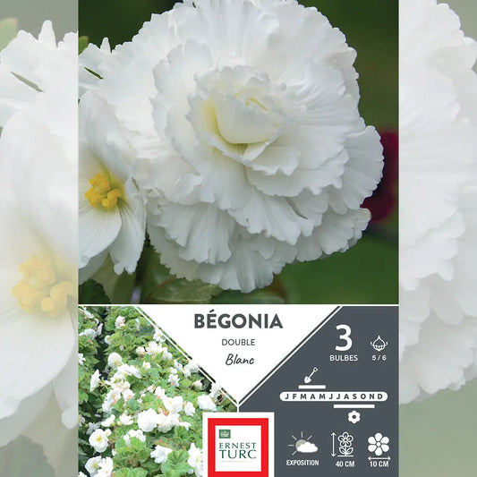 BÉGONIA DOUBLE BLANC 