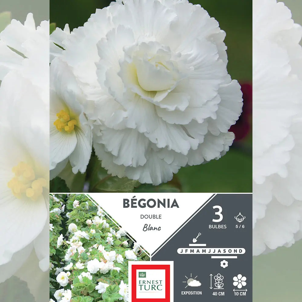 Bulbes de Bégonia Double Blanc La Ferme de Sainte Marthe — free download