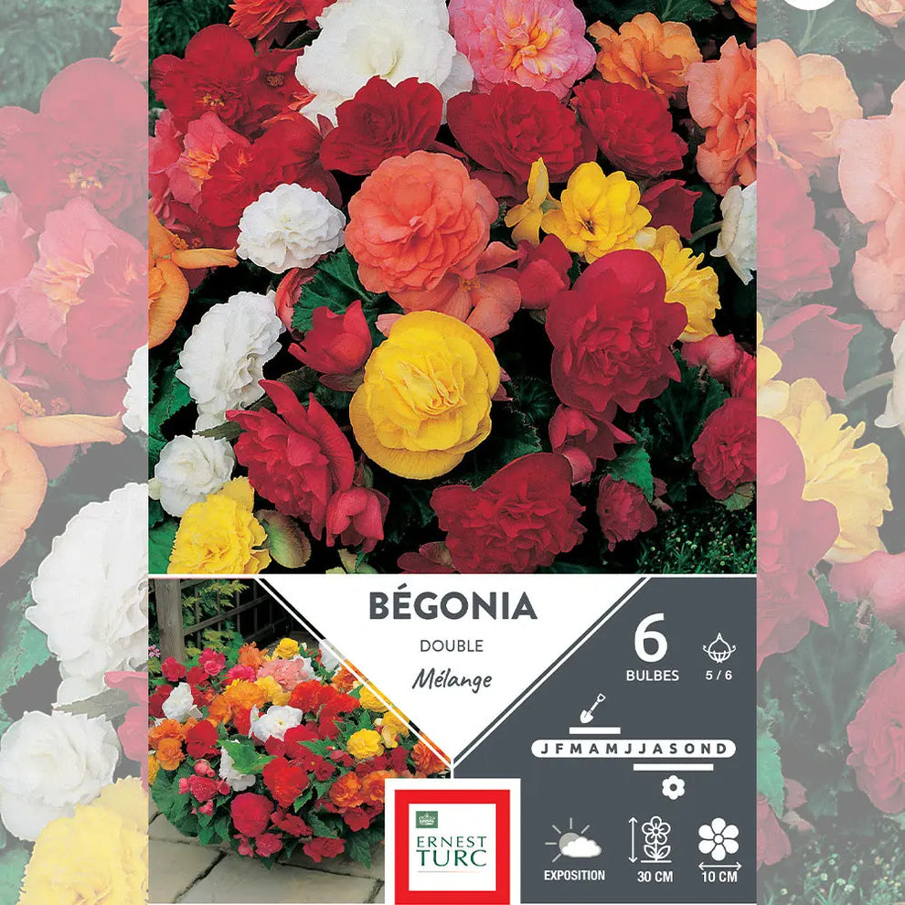 Bulbes de Bégonia Double Mélange La Ferme de Sainte Marthe — free download