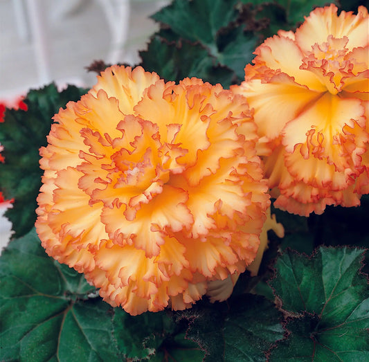 BÉGONIA PRIMA DONNA AURORE 