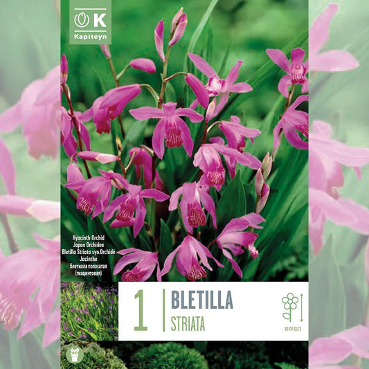 BLETILLA STRIATA - ORCHIDÉE JACINTHE 