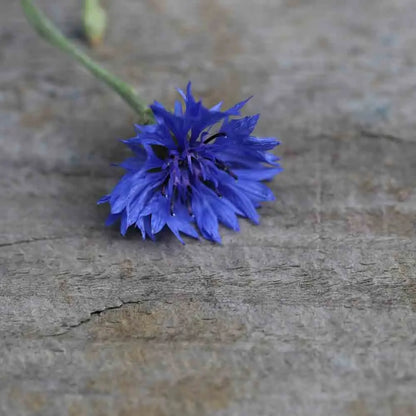 BLEUET AB 