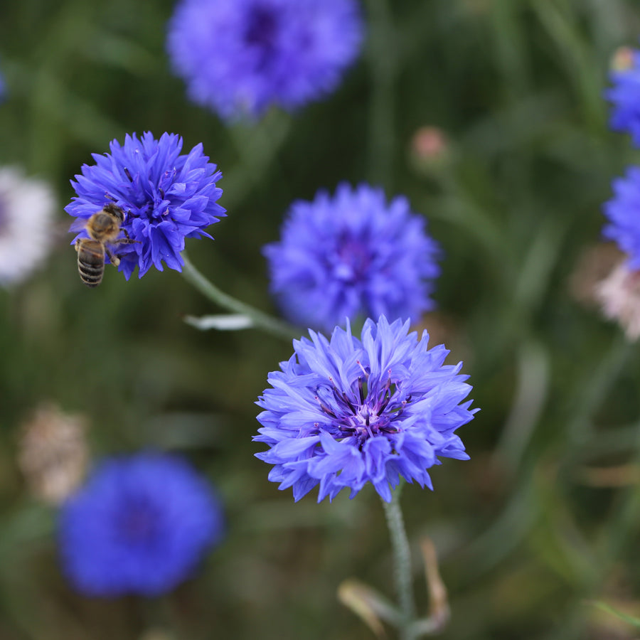 Bleuet