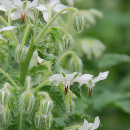 BOURRACHE BLANCHE AB - PLANT 
