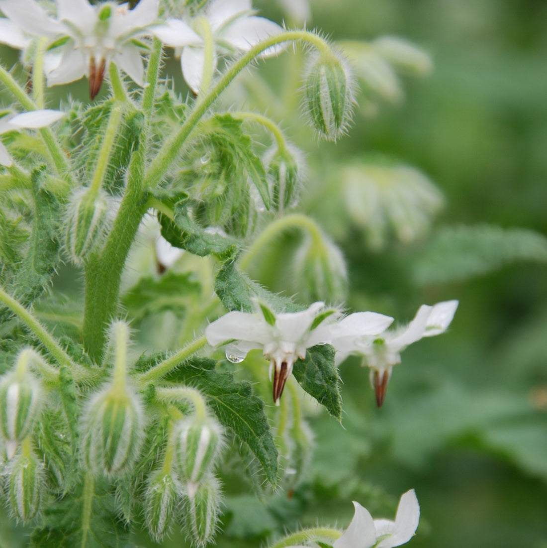 WHITE BORAGE AB - PLANT