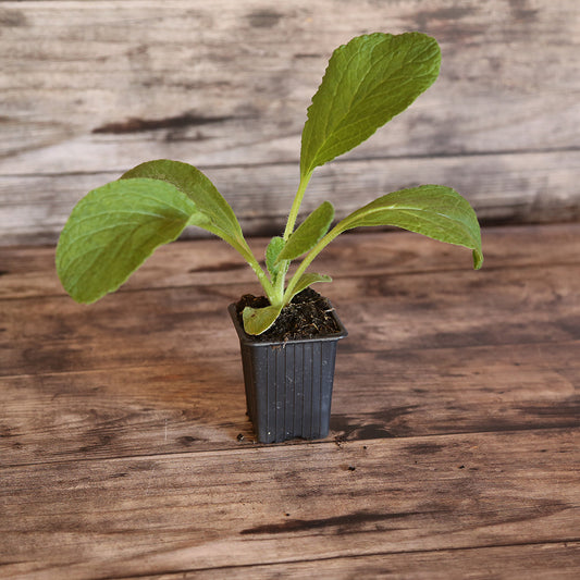 WHITE BORAGE AB - PLANT