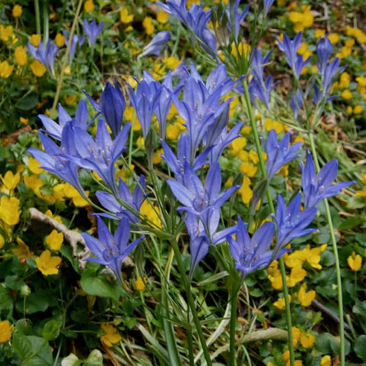 BRODIAEA TRITELIA REINE FABIOLA 