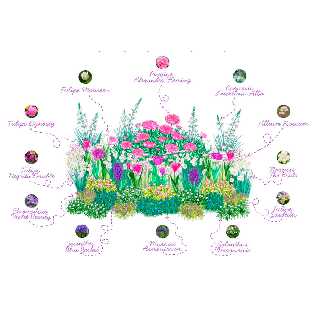 PLAQUE DE BULBES POUR MASSIF - TENDRE PRINTEMPS 