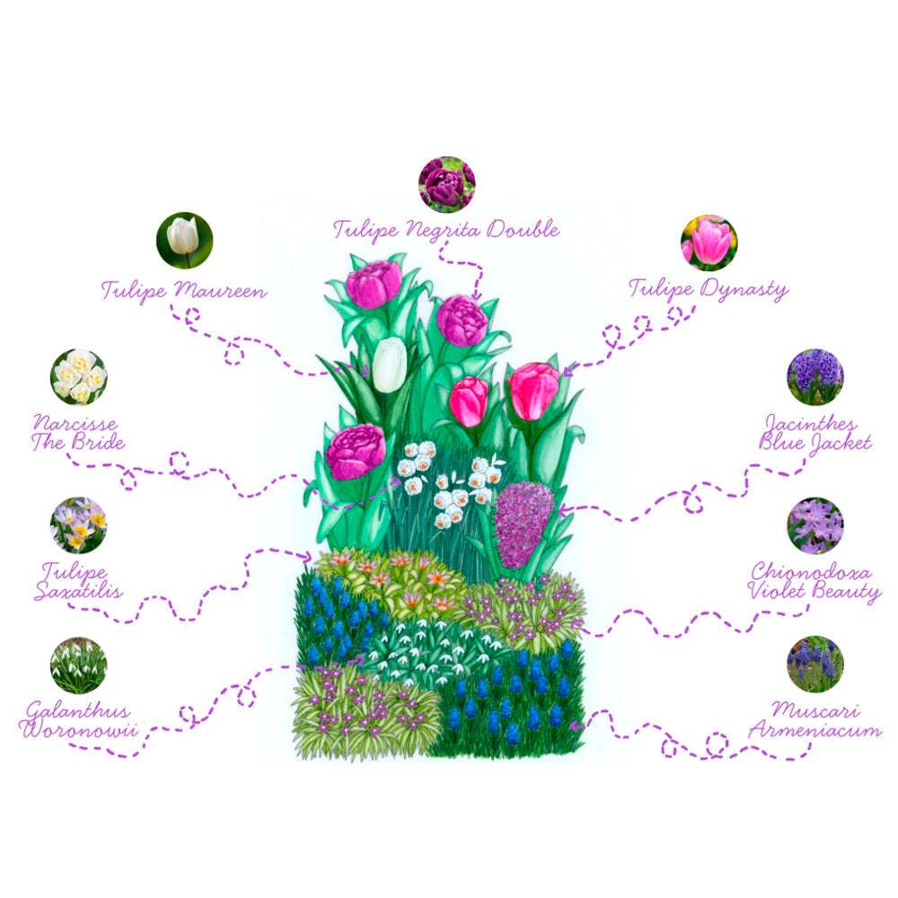 PLAQUE DE BULBES POUR JARDINIÈRE - TENDRE PRINTEMPS 