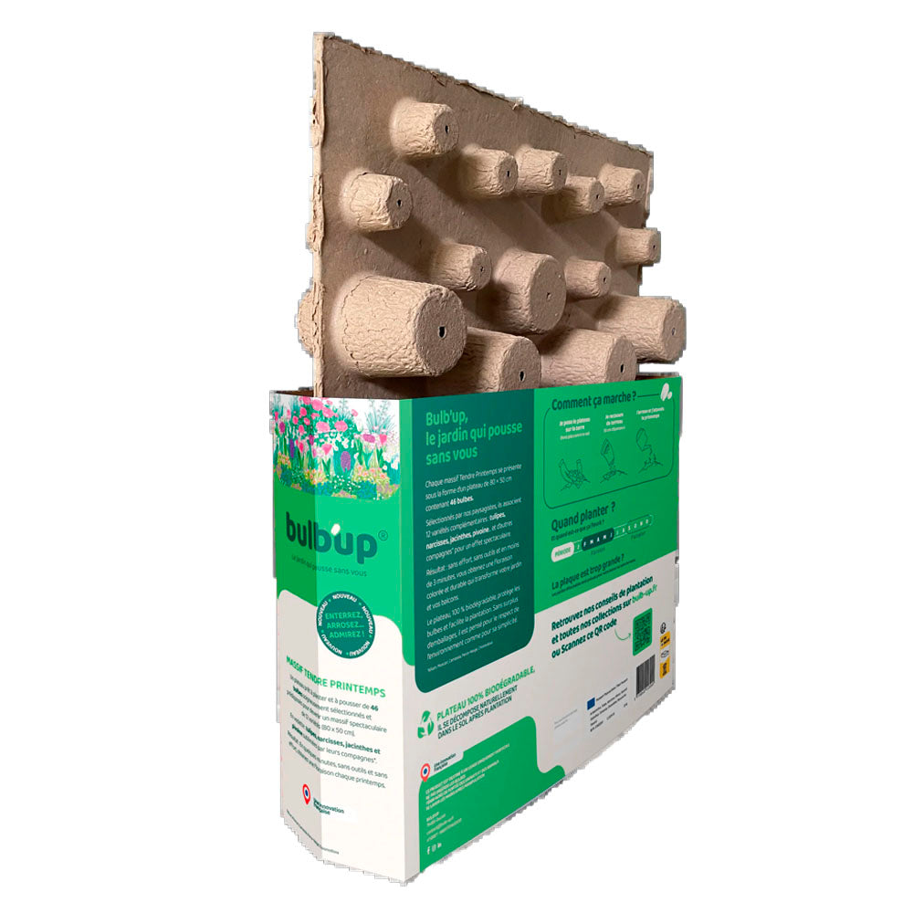 PLAQUE DE BULBES POUR MASSIF - TENDRE PRINTEMPS 